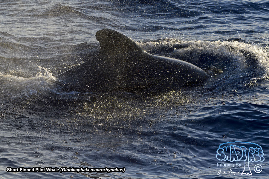 Short-Finned Pilot Whale - Globicephala macrorhynchus