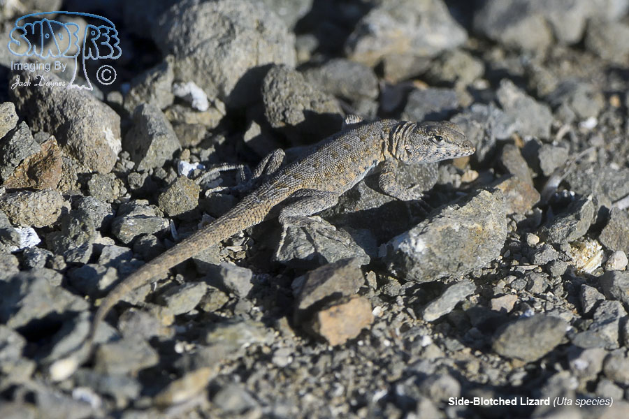 Side-Blotched Lizard - Uta species