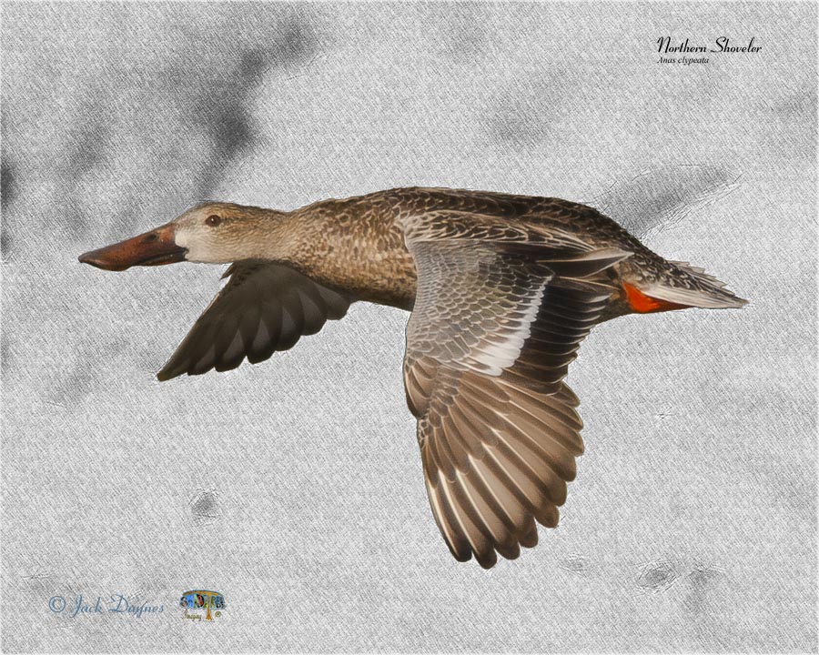Northern Shoveler - Spatula clypeata