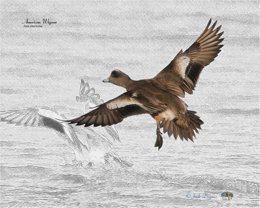 American Wigeon - Mareca americana