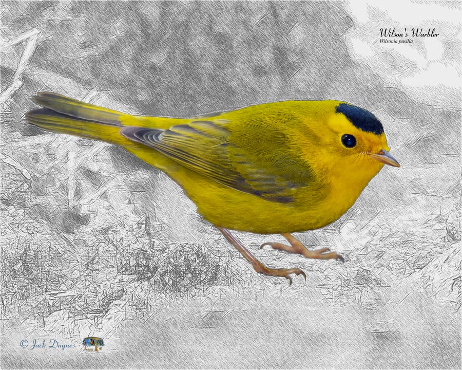 Wilson's Warbler - Cardellina pusilla