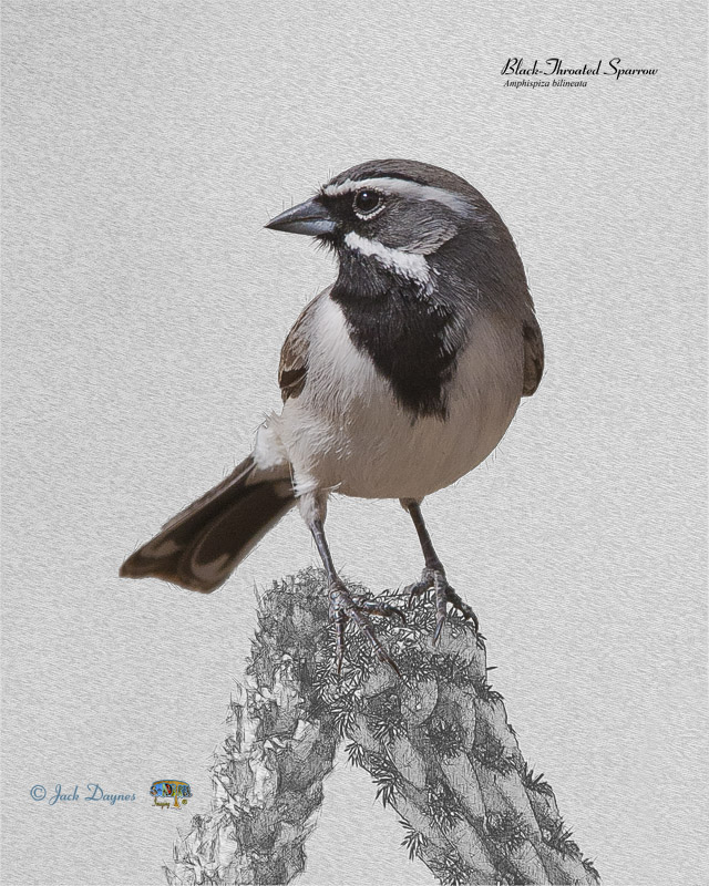 Black-Throated Sparrow - Amphispiza bilineata