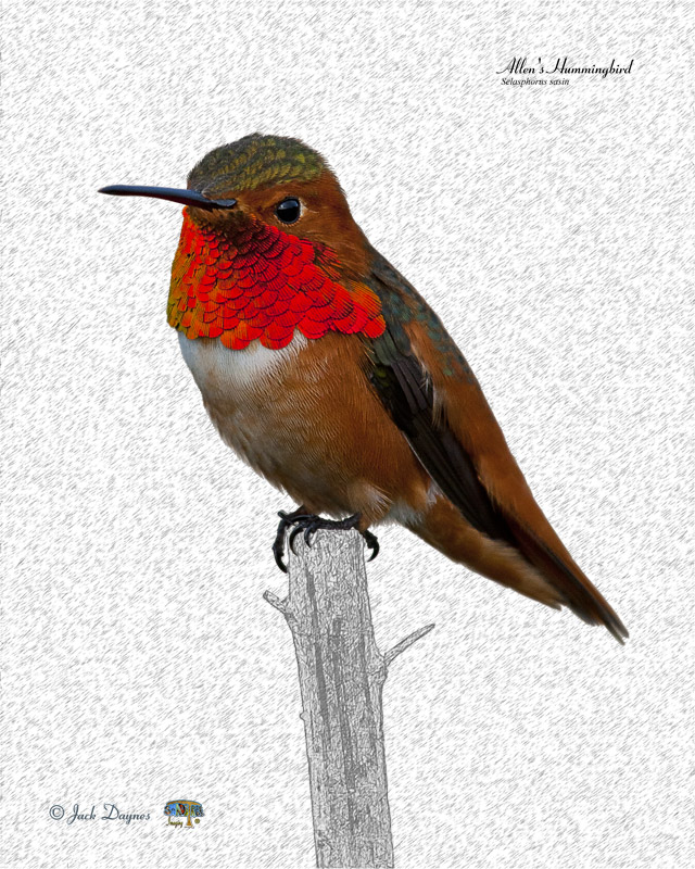Allen's Hummingbird - Selasphorus sasin