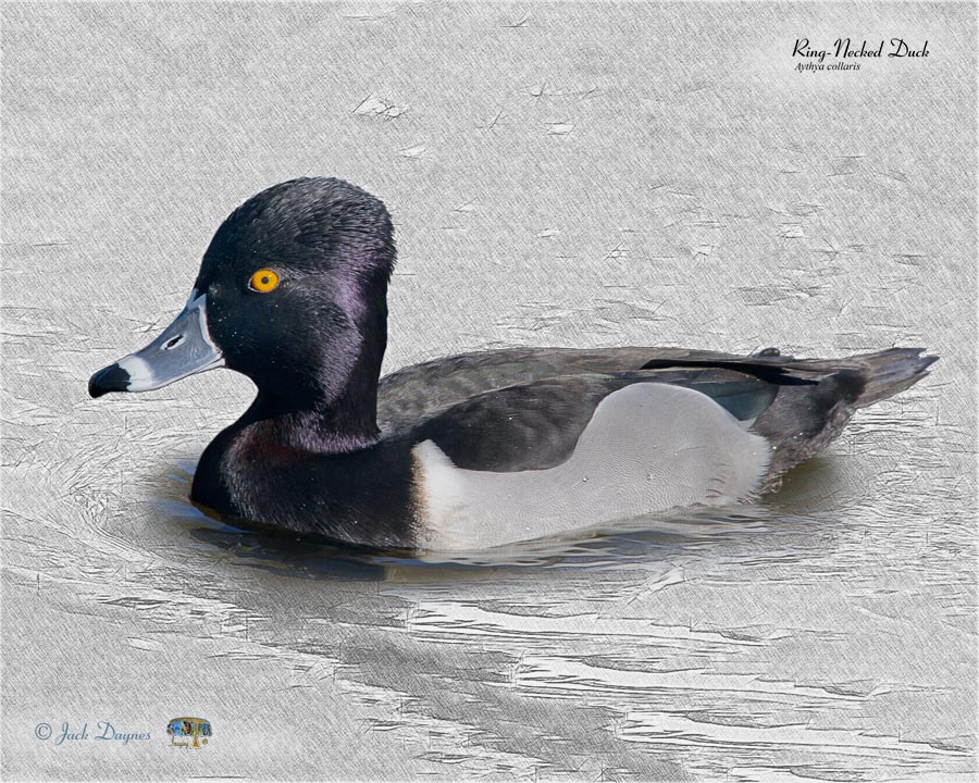 Ring-Necked Duck - Aythya collaris
