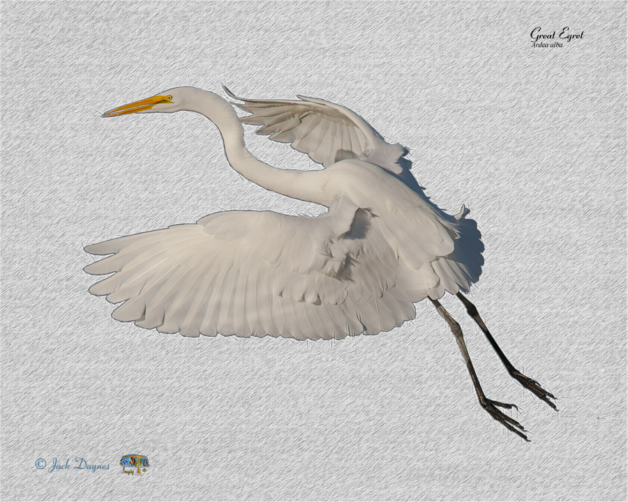 Great Egret - Ardea alba
