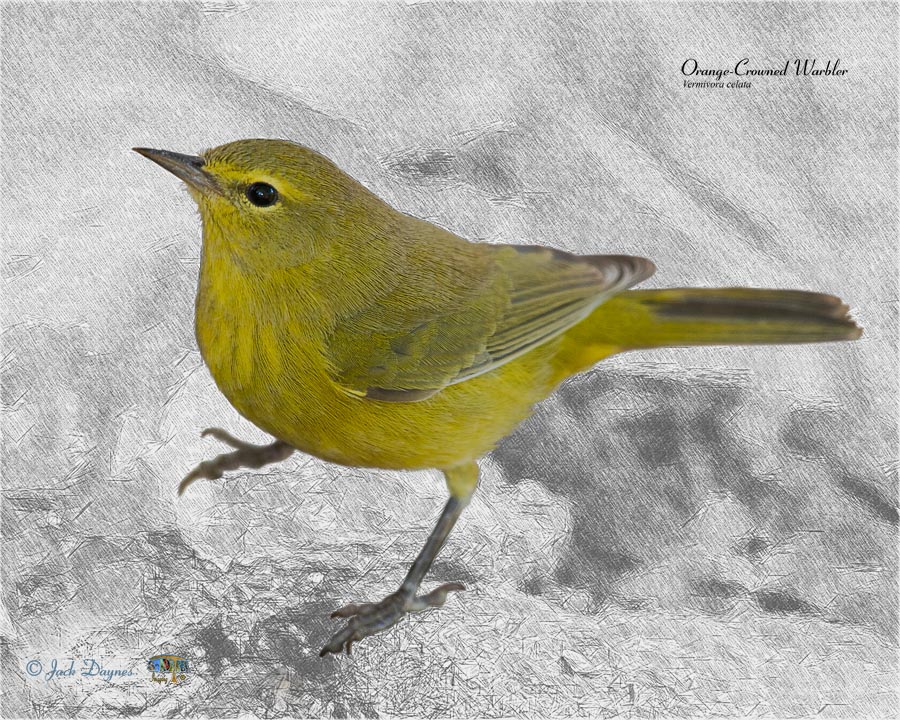 Orange-Crowned Warbler - Oreothlypis celata