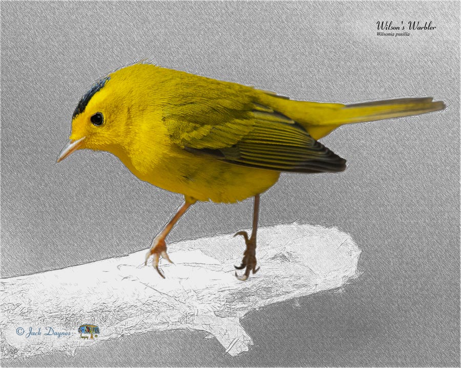 Wilson's Warbler - Cardellina pusilla