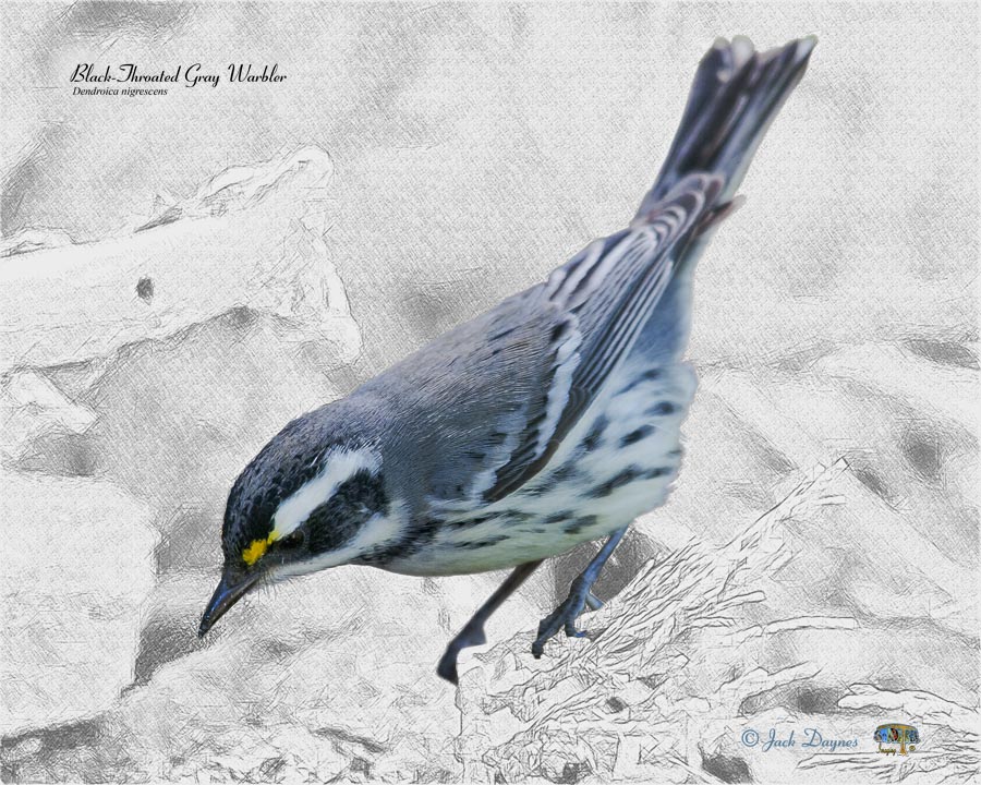 Black-Throated Gray Warbler - Dendroica nigrescens