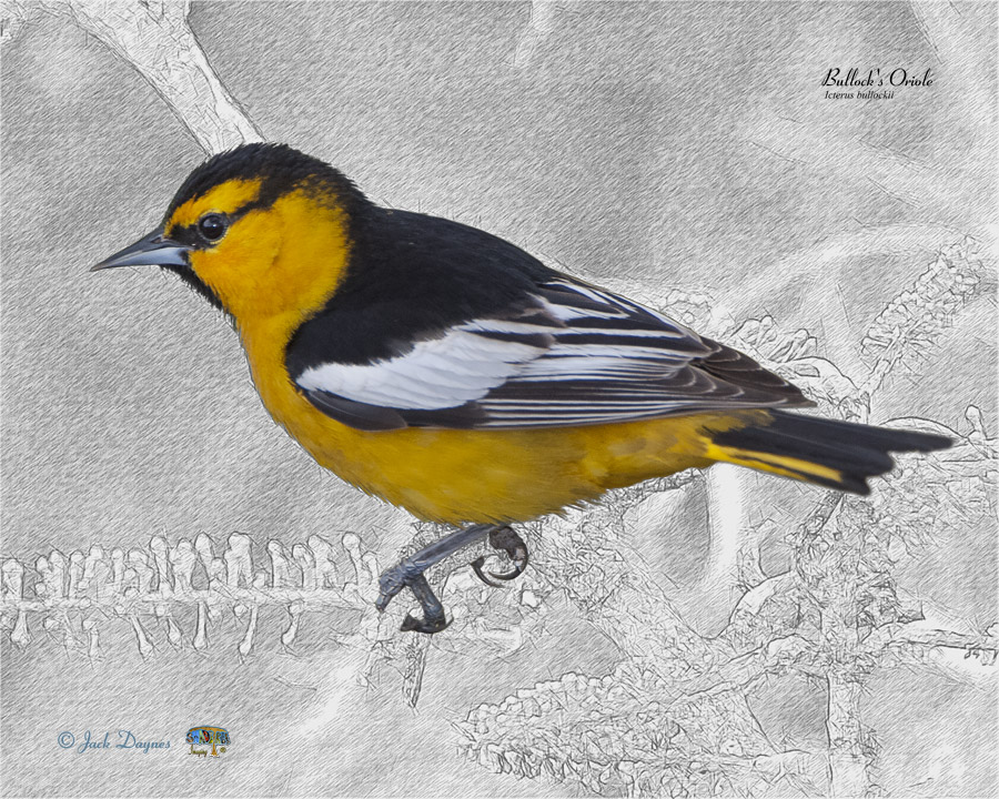 Bullock's Oriole - Icterus bullockii