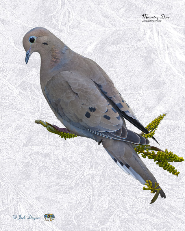 Mourning Dove - Zenaida macroura