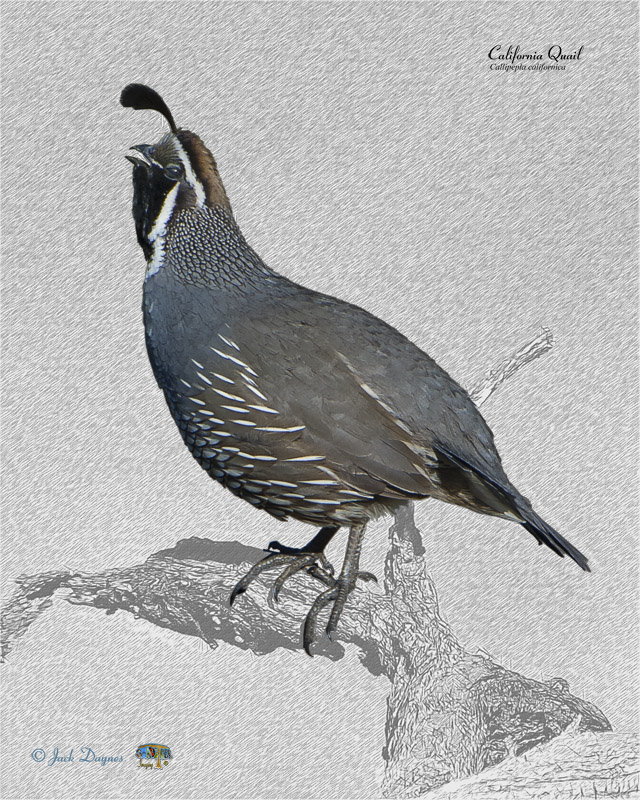 California Quail - Callipepla californica