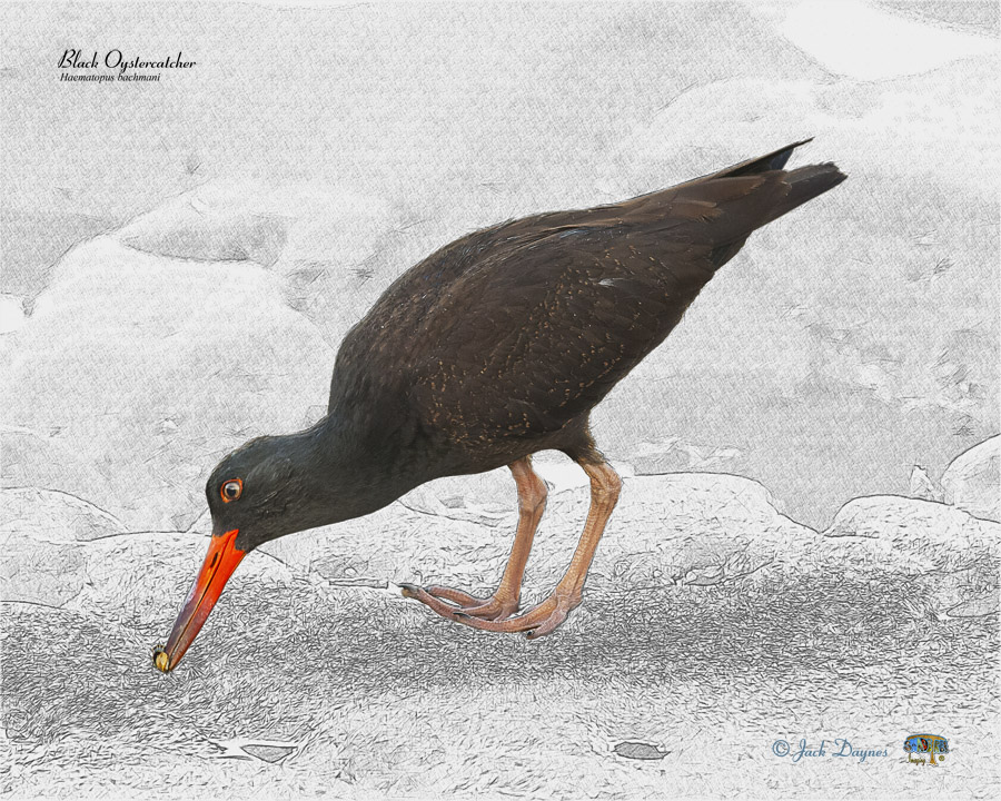 Black Oystercatcher - Haematopus bachmani