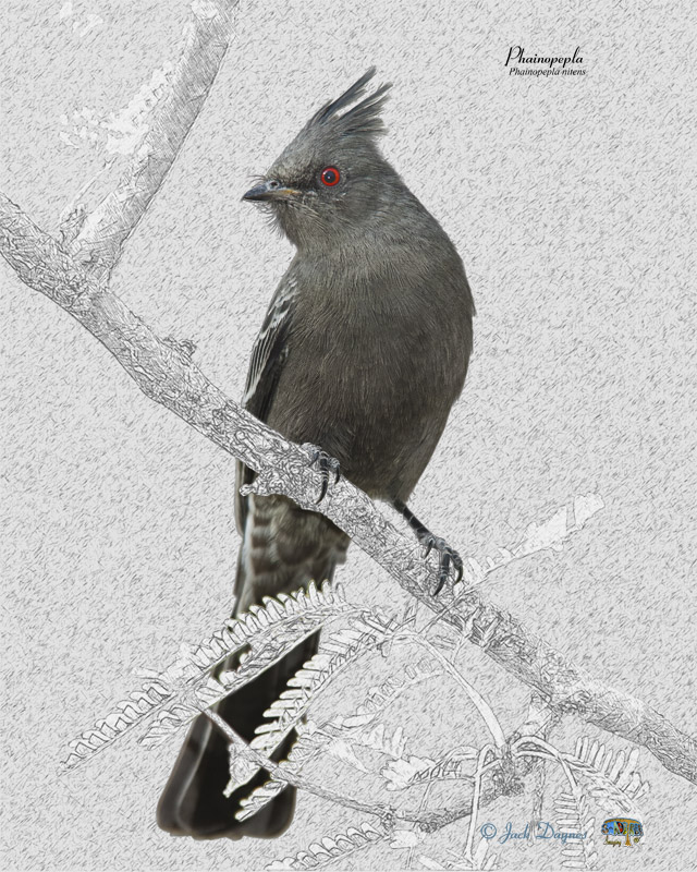 Phainopepla - Phainopepla nitens