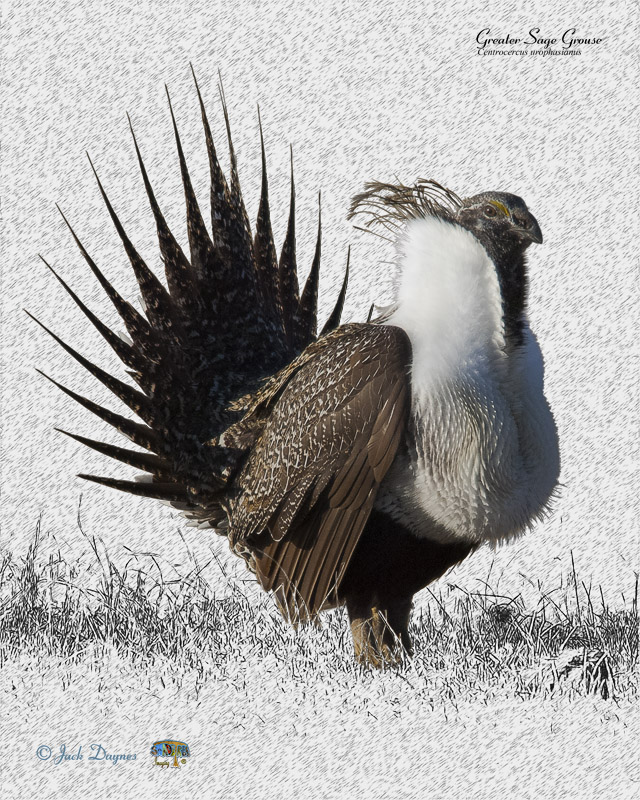 Greater Sage Grouse - Centrocercus urophasianus