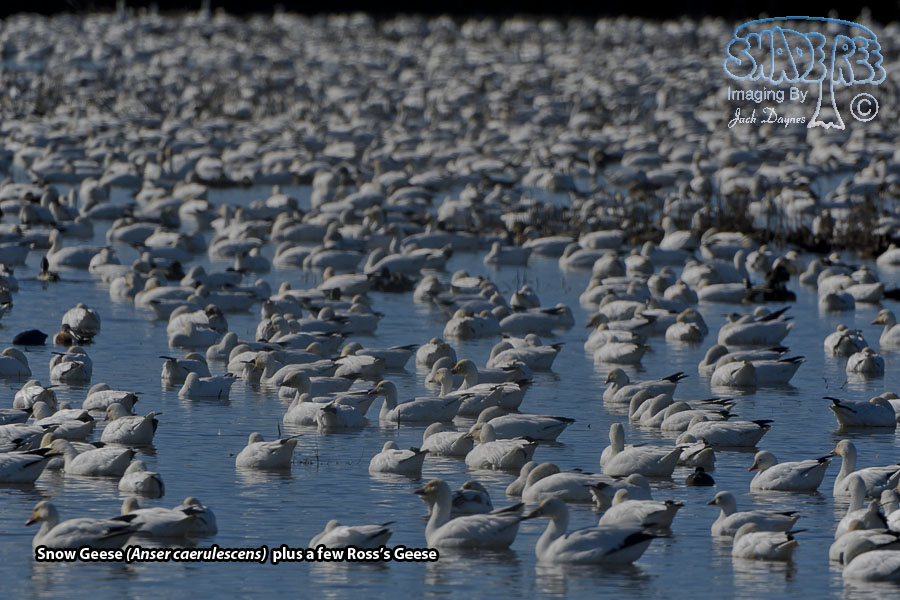 Snow Goose - Anser caerulescens