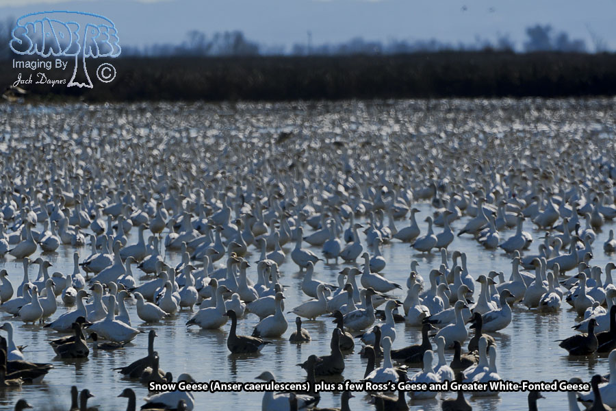 Snow Goose - Anser caerulescens