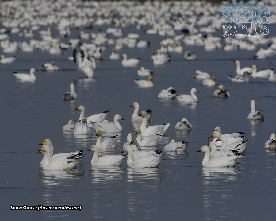 Snow Goose - Anser caerulescens