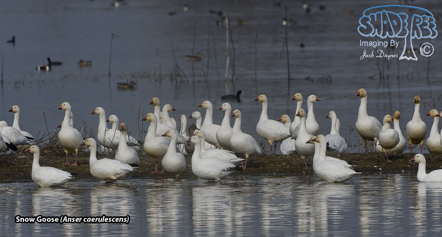 Snow Goose - Anser caerulescens