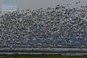 2019-01-26 Merced National Wildlife Reserve