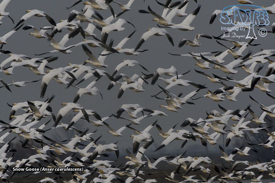 Snow Goose - Anser caerulescens