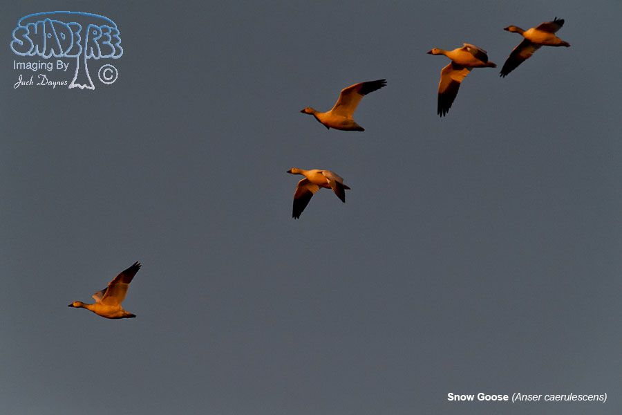 Snow Goose - Anser caerulescens