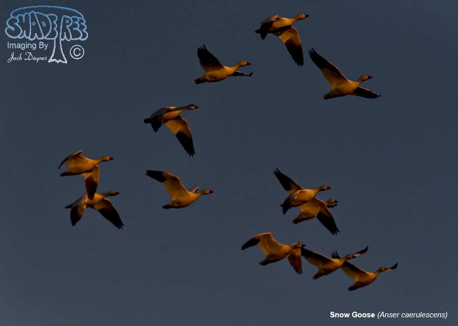 Snow Goose - Anser caerulescens