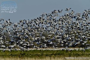 2014-11-30 Birds At Vendel Road