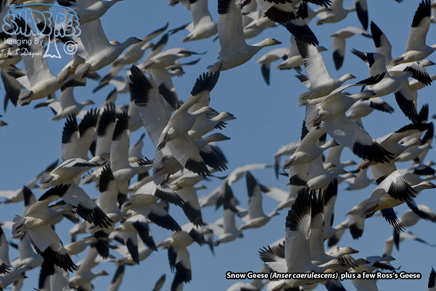 Snow Goose - Anser caerulescens