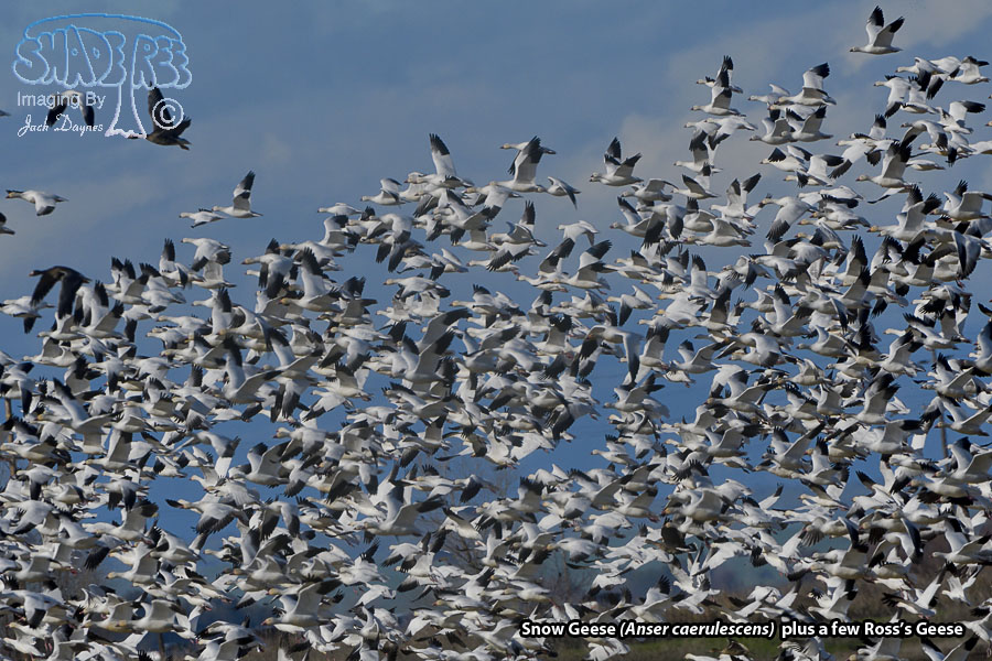 Snow Goose - Anser caerulescens