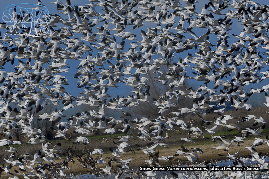 Snow Goose - Anser caerulescens