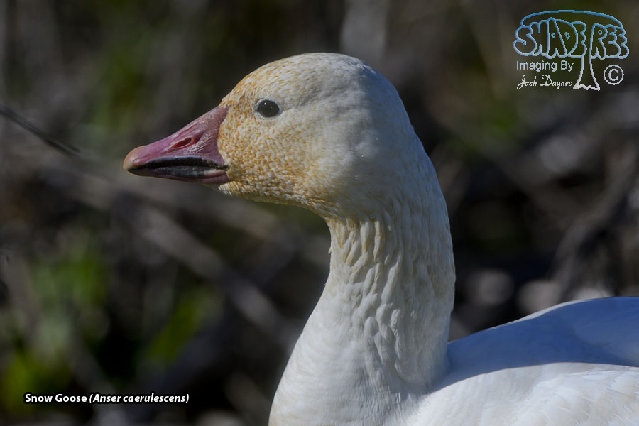 Snow Goose - Anser caerulescens