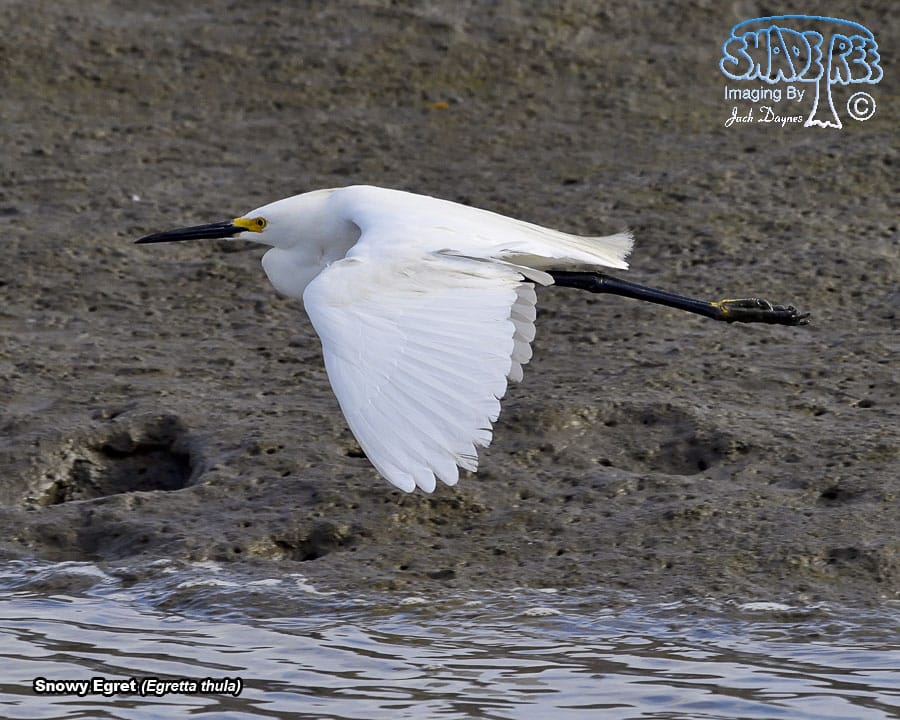 Snowy Egret - Egretta thula