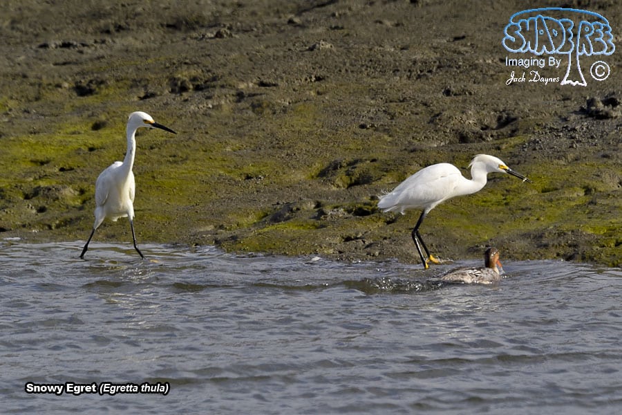 Snowy Egret - Egretta thula