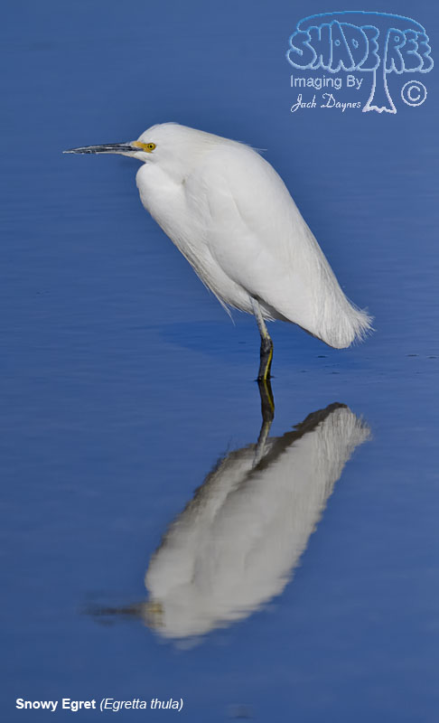 Snowy Egret - Egretta thula