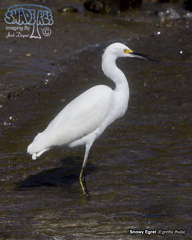 Snowy Egret - Egretta thula