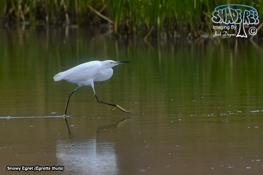 Snowy Egret - Egretta thula