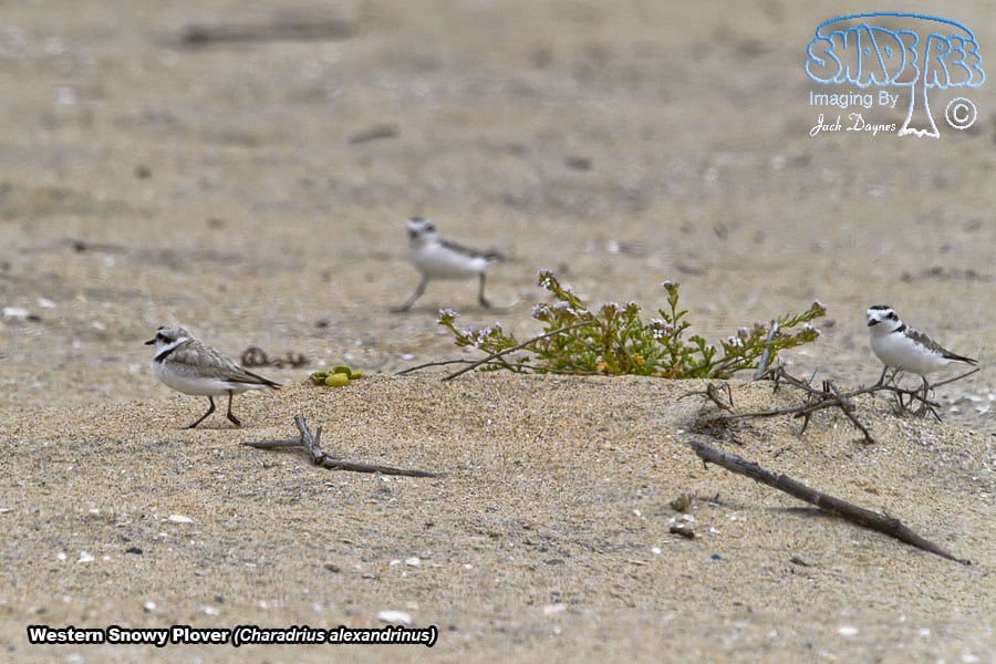 Snowy Plover - Charadrius alexandrinus