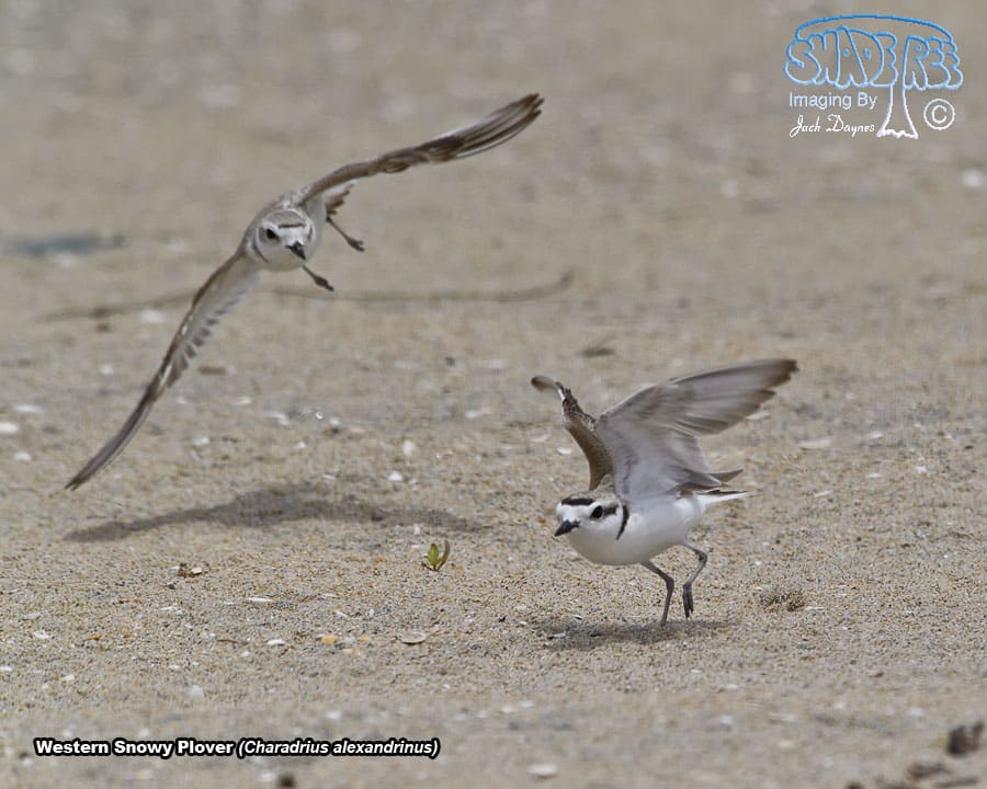Snowy Plover - Charadrius alexandrinus