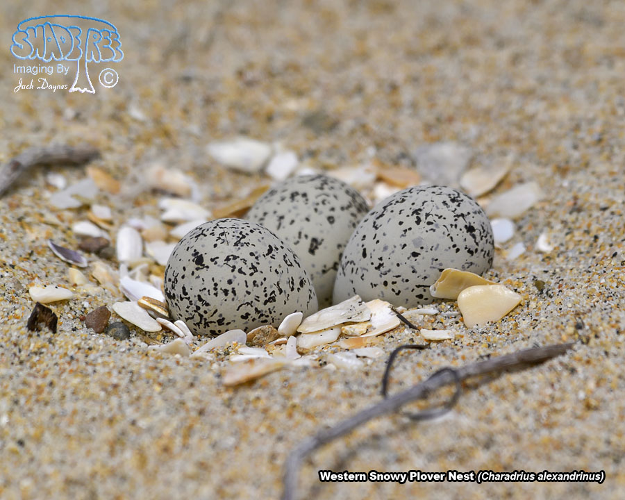 Snowy Plover - Charadrius alexandrinus