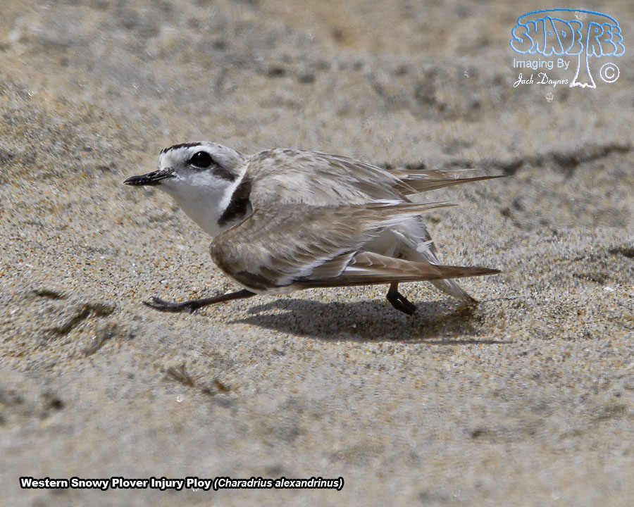 Snowy Plover - Charadrius alexandrinus