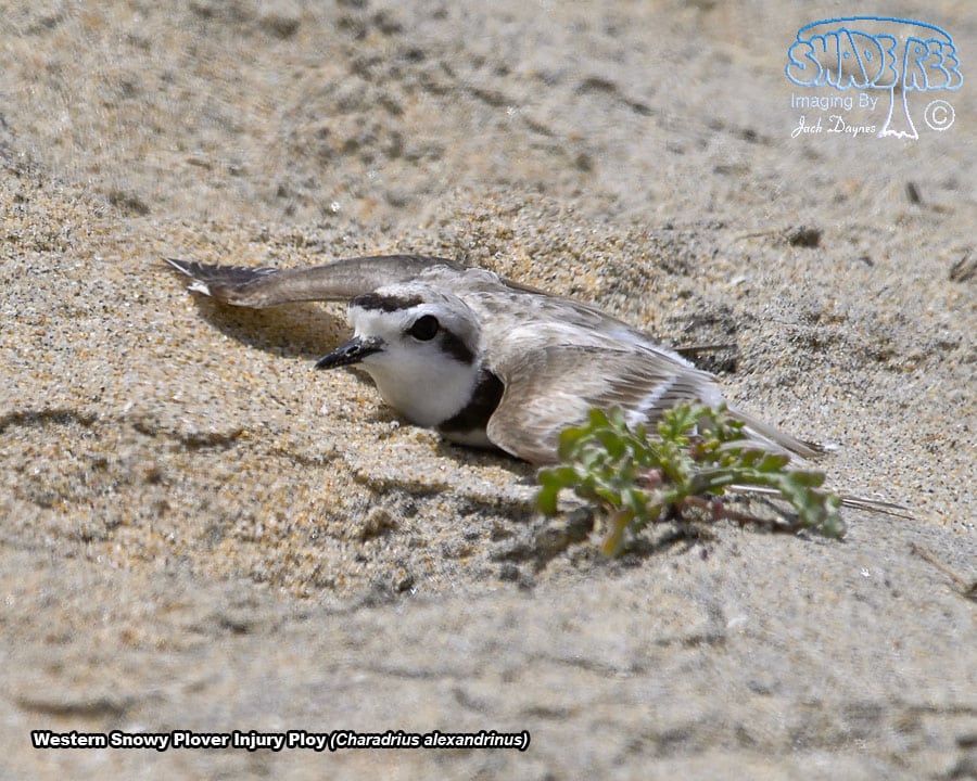 Snowy Plover - Charadrius alexandrinus