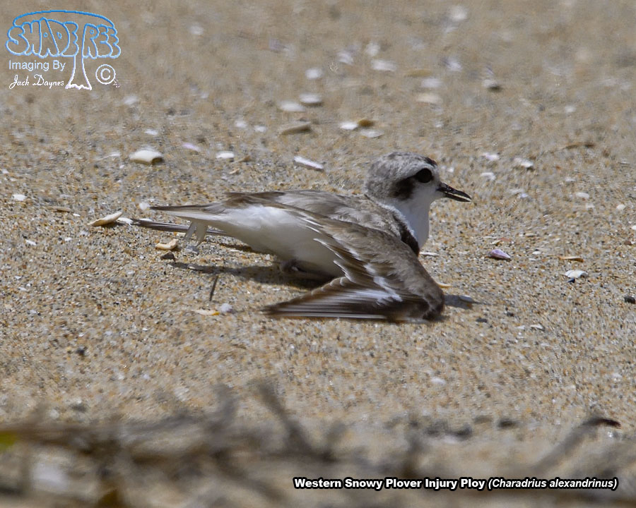Snowy Plover - Charadrius alexandrinus