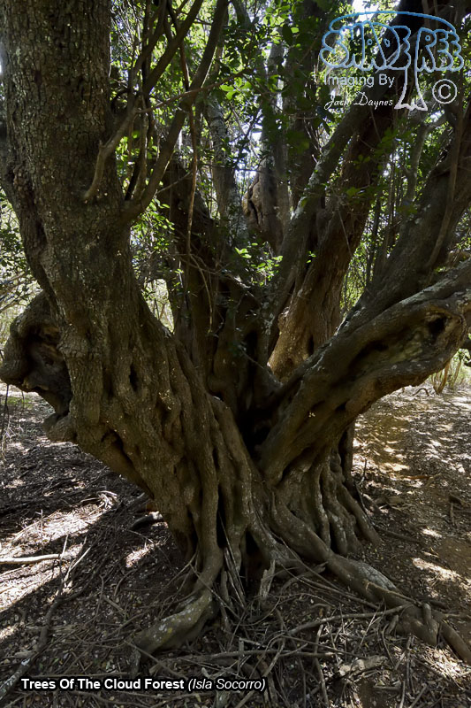 Trees Of The Cloud Forest - Isla Socorro