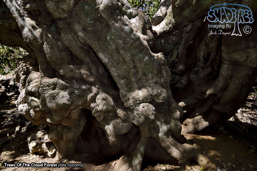 Trees Of The Cloud Forest - Isla Socorro