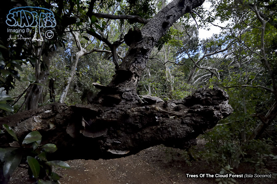 Trees Of The Cloud Forest - Isla Socorro