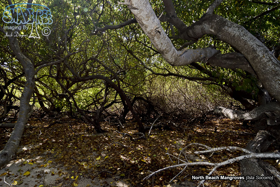 Beach Mangroves - Isla Socorro