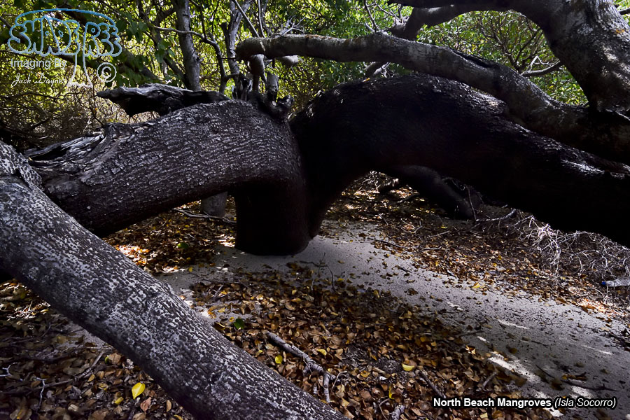 Beach Mangroves - Isla Socorro