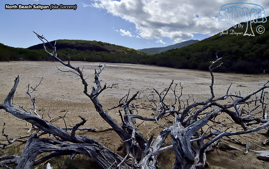 Saltpan Behind The Mangroves - Isla Socorro