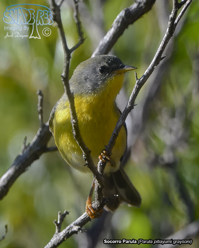 Socorro Parula - Parula pitiayumi graysoni