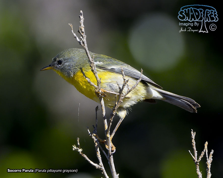 Socorro Parula - Parula pitiayumi graysoni